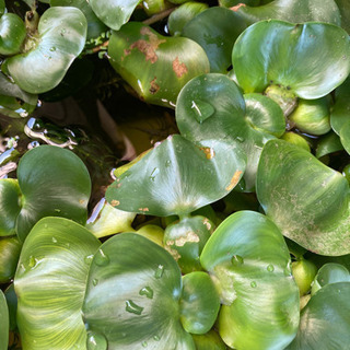 おまけ　紫蘭、パクチー苗、芝桜、メダカ、水草。の画像