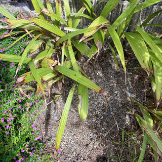 おまけ　紫蘭、パクチー苗、芝桜、メダカ、水草。の画像