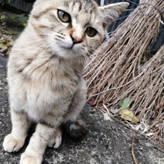 子猫の里親募集