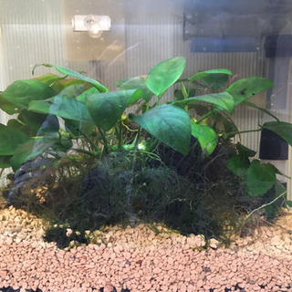 30×23水槽と水草