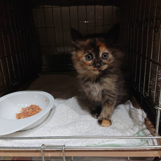 子猫の里親募集しています。