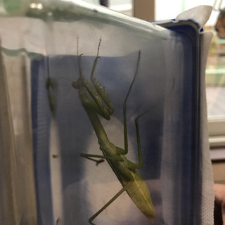 成虫 カマキリ