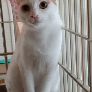 美人な白茶猫　推定１才半 