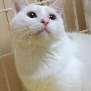 素敵なご家族に迎えられました！優しい白茶オス-信くん1才半  