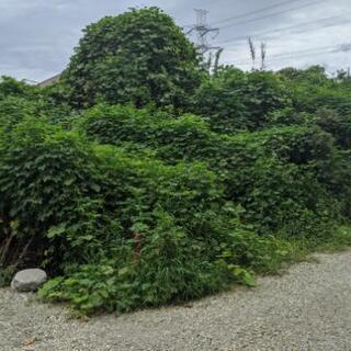 空き地の草刈り、草むしり、木の伐採【地域限定格安プラン】 - 剪定/造園