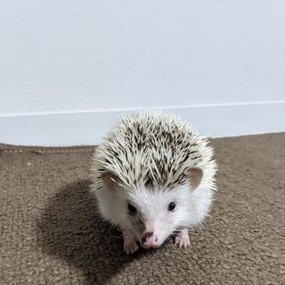 ハリネズミ　♀