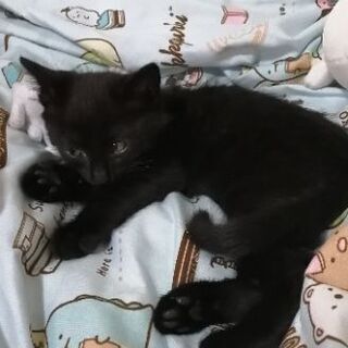 黒い小猫です。