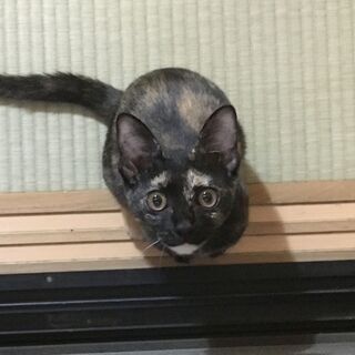 5か月のサビちゃん（いったん募集完了）