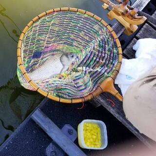 ヘラブナ釣り　埼玉 茨城 千葉　初心者で管理釣り場中心です。 - 北葛飾郡