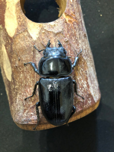オオクワガタ久留米大型血統♀単(プレミアムライン)