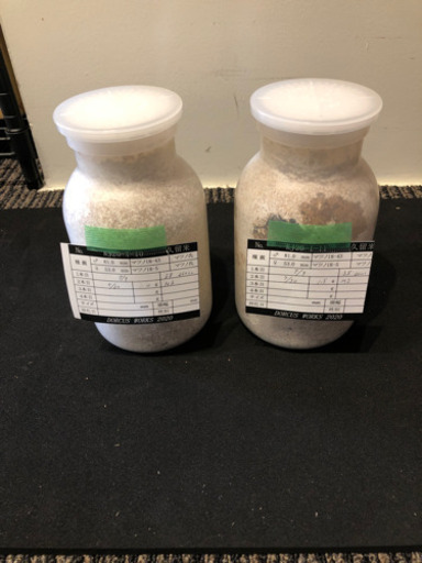 オオクワガタ久留米大型血統幼虫2匹④プレミアムライン