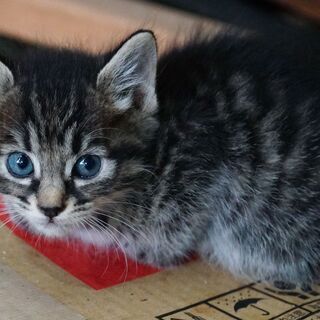 子猫生後1ヶ月ちょっと★5匹★オスメスいます。