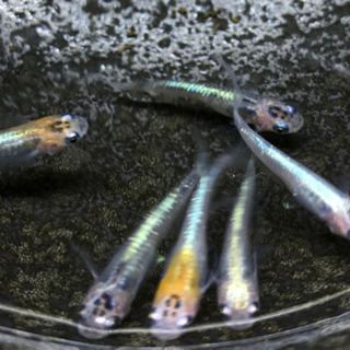 煌ヒレ長　めだか稚魚（１０匹）