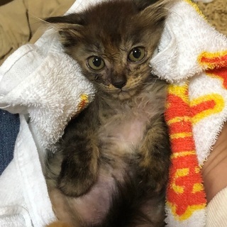 生後2〜3カ月くらいの可愛い仔猫です。
