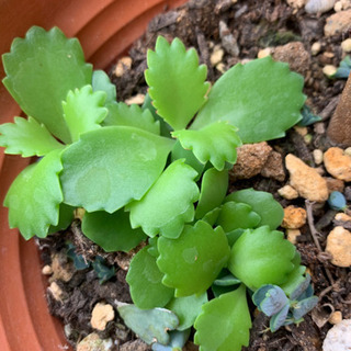 子宝草多肉植物