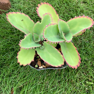 子宝草
