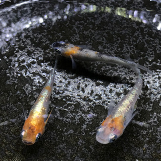 三色ラメ幹之（体外光）めだか
