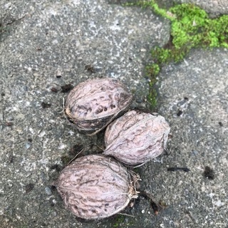 無農薬胡桃クルミあげます