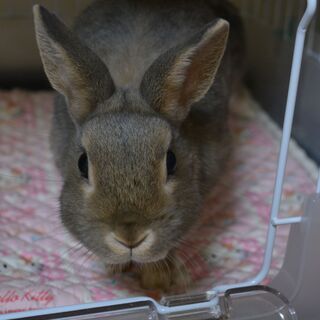 うさぎ（ネザーランドドワーフ）オス　7カ月 - 厚木市