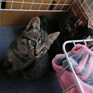 仔猫5匹の里親希望ありがとうございます。一時中断致します