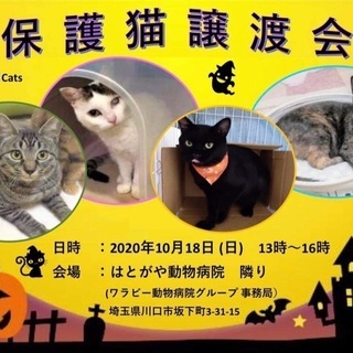 ほごねこ譲渡会とチャリティ猫グッズ