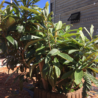 ビワの木ありますの画像