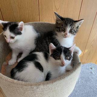 子猫　8月25日生まれ　♀2匹　♂1匹