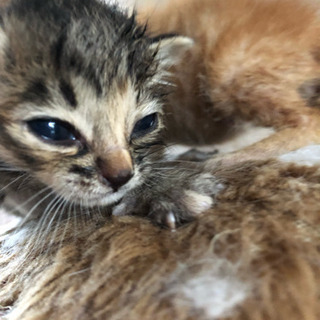 母猫がいなくなった生後3週間の子猫