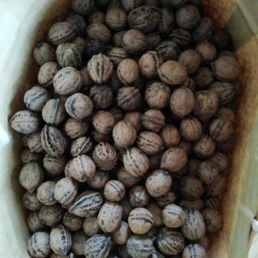 鬼胡桃