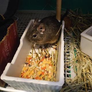 デグーの里親募集