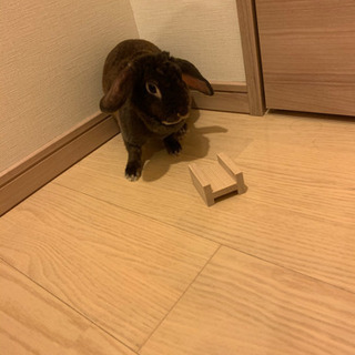 ベルベッチンロップイヤー1歳メス