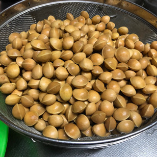 処理したばかりの乾燥前銀杏　1kg400円