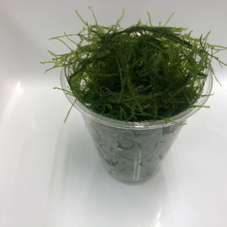 【水草】国産！無農薬！ウィローモス！30g！水草水槽！流木水槽！...