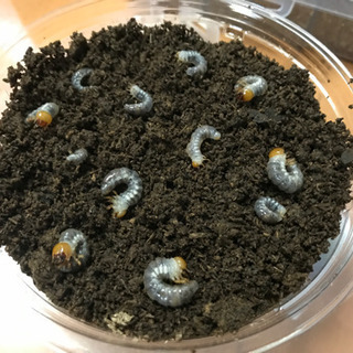 神奈川県産 オニクワガタ 幼虫 10頭