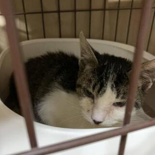 生後1ヶ月くらいの仔猫です