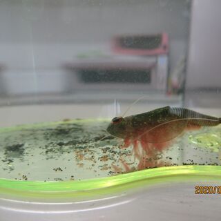トリオプス(カブトエビ)の卵、差し上げます【再募集1名様】の画像