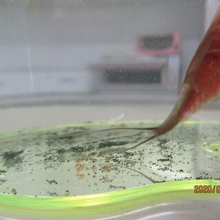トリオプス(カブトエビ)の卵、差し上げます【再募集1名様】の画像