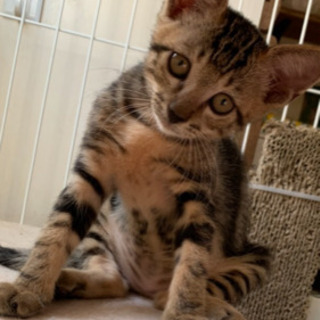 一時募集を止めさせていただきます。2カ月の可愛い子猫の里親さま募...