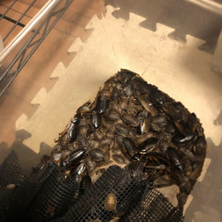デュビア