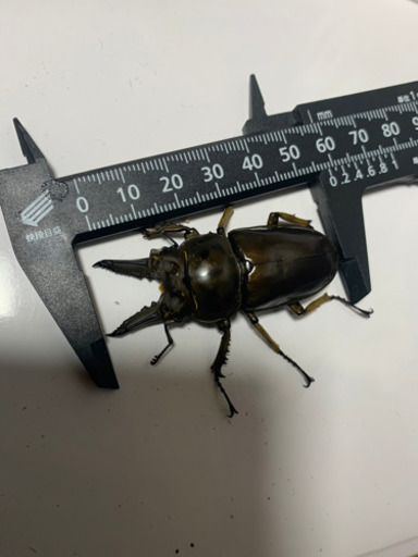 ババオウゴンオニクワガタペア