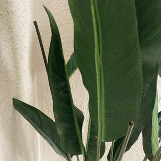 取引相手決まりました　観葉植物の画像