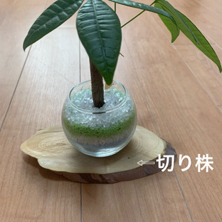 切り株🌲丸太 6個セット 激安
