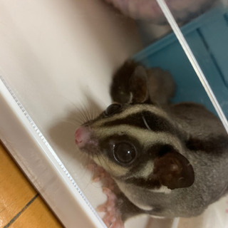 モモンガ