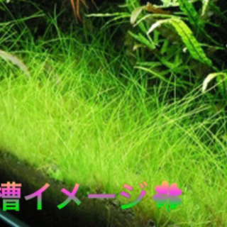 ★早い者勝ちで★ ショートヘアーグラス