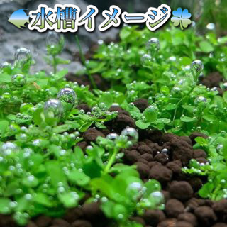 ★早い者勝ちで★ ニューラージパールグラス　