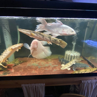 水槽 大型魚