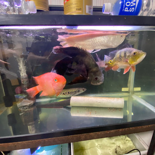 水槽 大型魚の画像