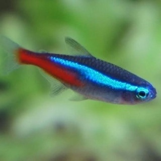 熱帯魚・水槽セット(ネオンテトラ・コリドラスパンダ・ヤマトヌマエビ)