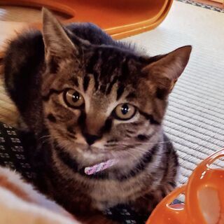 敷地内で鳴いていたカワイイ子猫