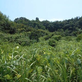 山林（地目）二ヵ所処分売ります。